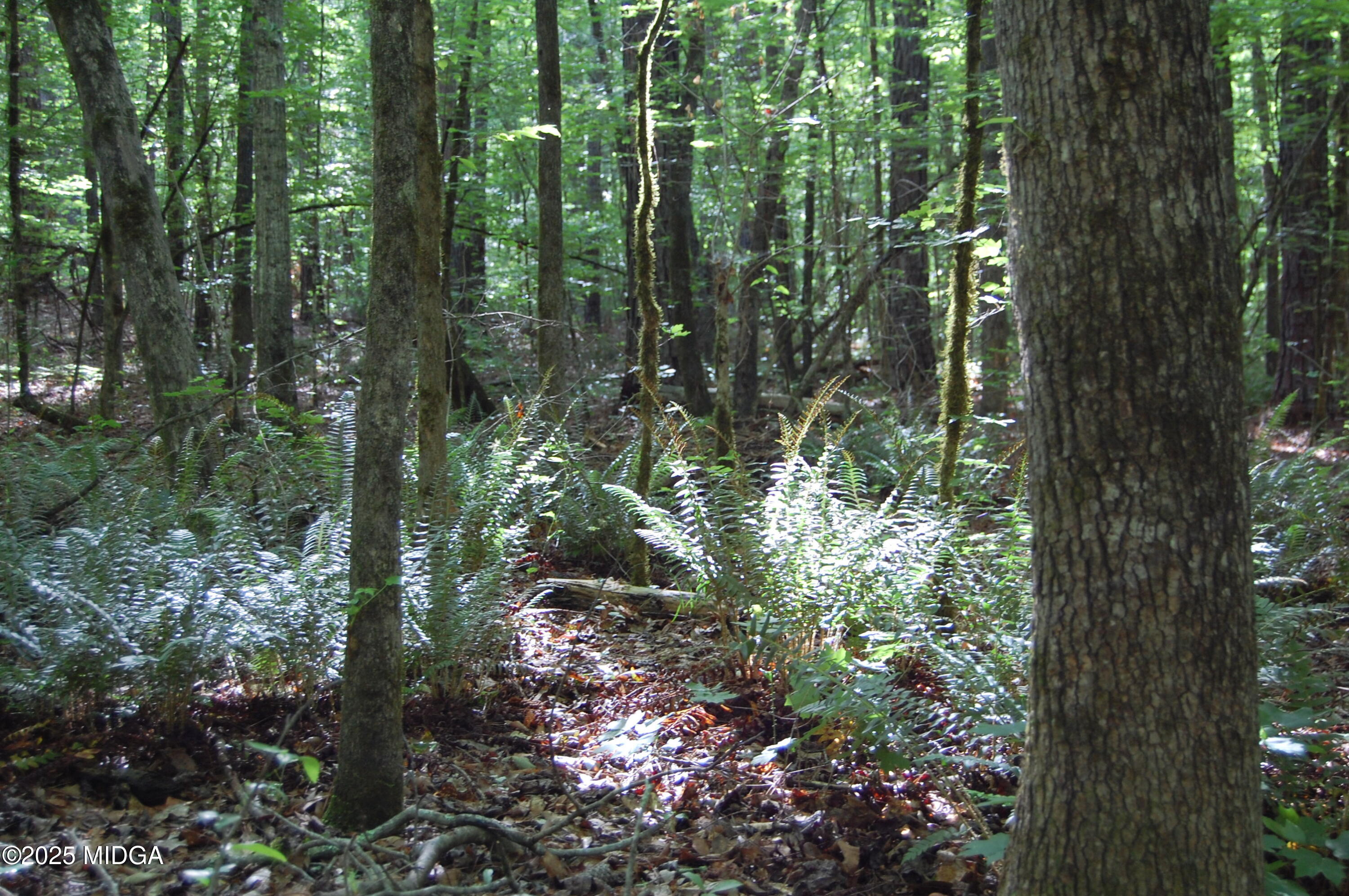 0 Hayes Farm Road Culloden, GA 31016 - Photo 8 of 33 a view of forest