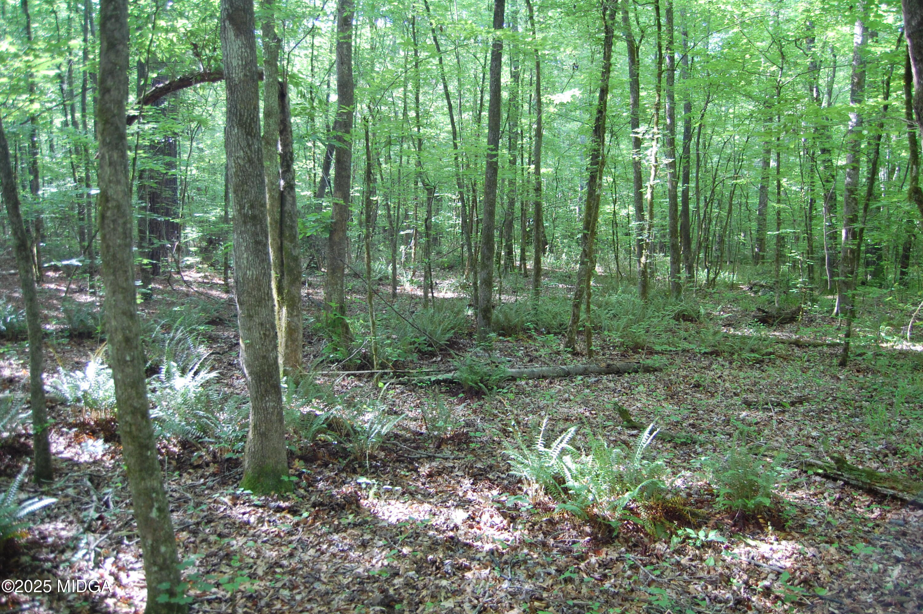 0 Hayes Farm Road Culloden, GA 31016 - Photo 9 of 33 a view of a lush green forest