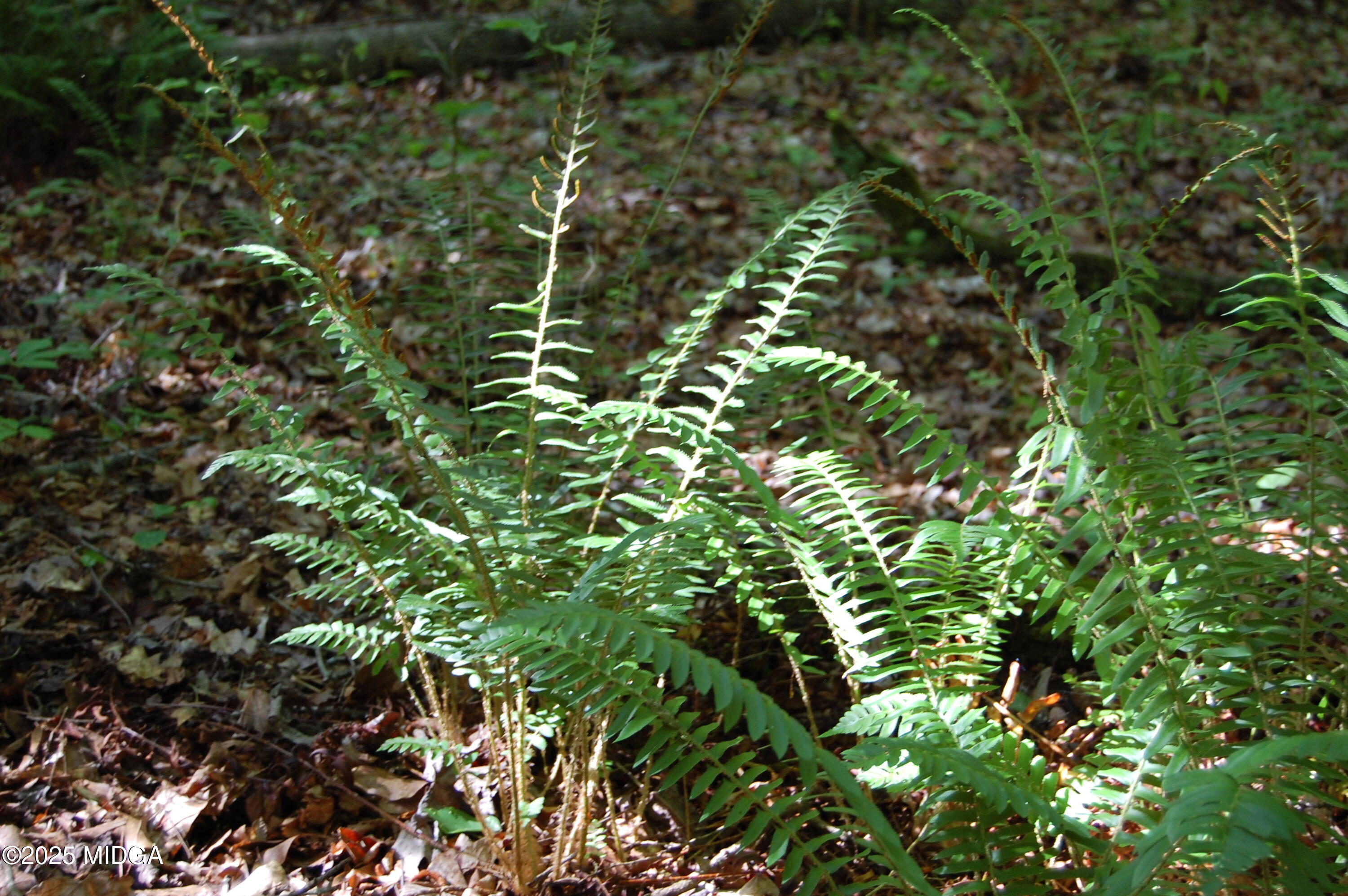 0 Hayes Farm Road Culloden, GA 31016 - Photo 10 of 33 a view of a tree in a garden