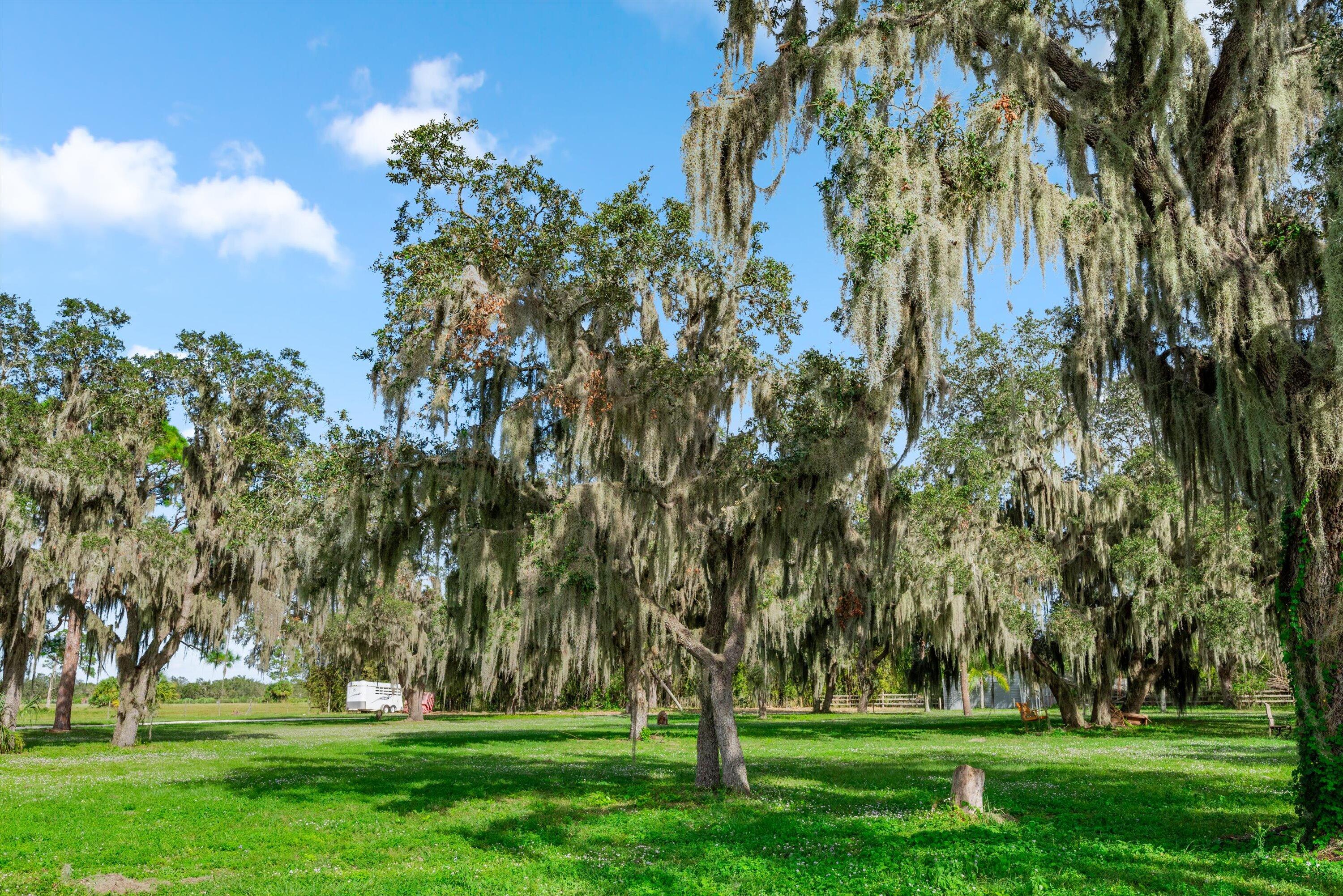 9501 Southwest Fox Brown Road Indiantown, FL 34956 - Photo 31 of 45 Oak Trees
