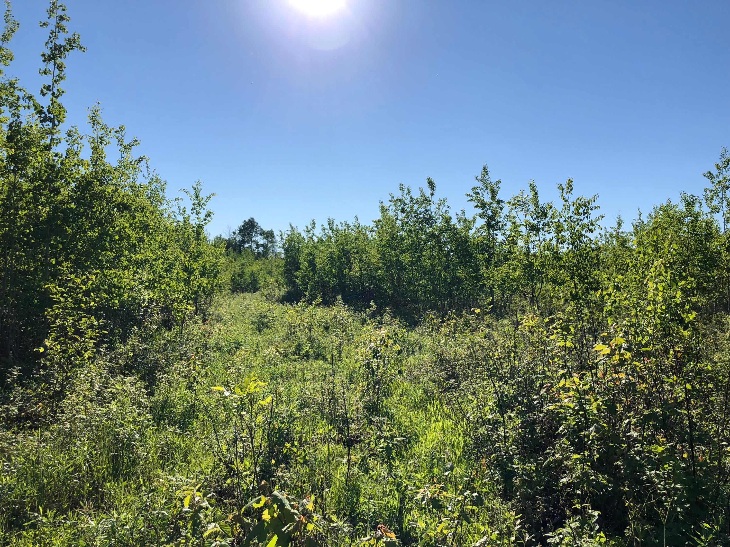 Nipigon Road Cheboygan, MI 49721 - Photo 12 of 19 Gallery Image 12