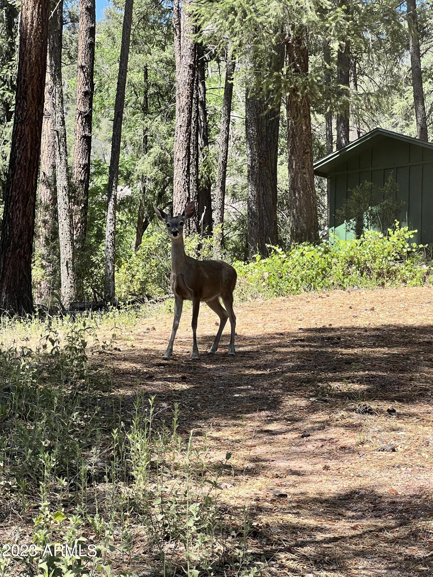 5128 Bear Flat Road Payson, AZ 85541 - Photo 50 of 58 2023-06-30 14.26.50