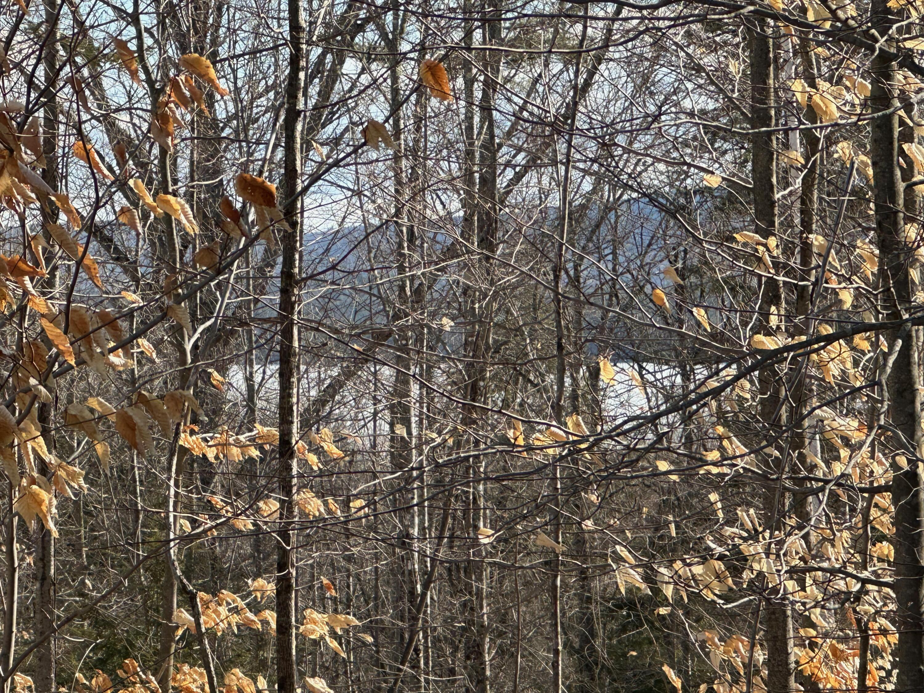 0 Sandy River Road Chesterville, ME 04938 - Photo 17 of 84 PARKER POND VIEWS