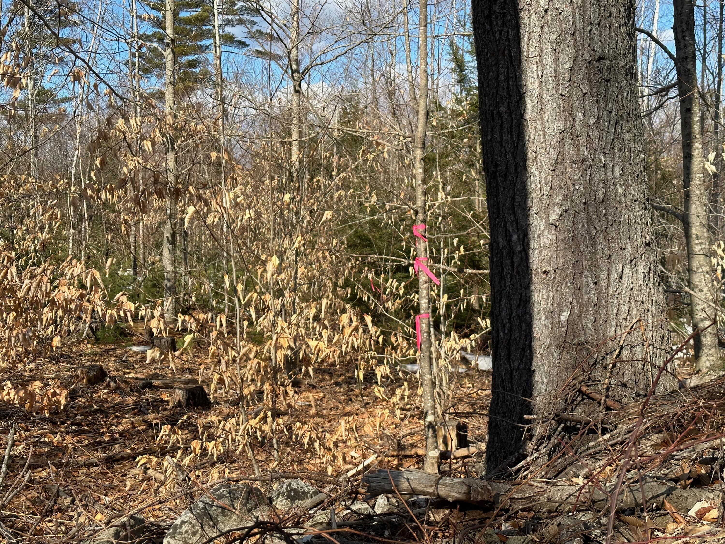 0 Sandy River Road Chesterville, ME 04938 - Photo 18 of 84 SURVEY PIN