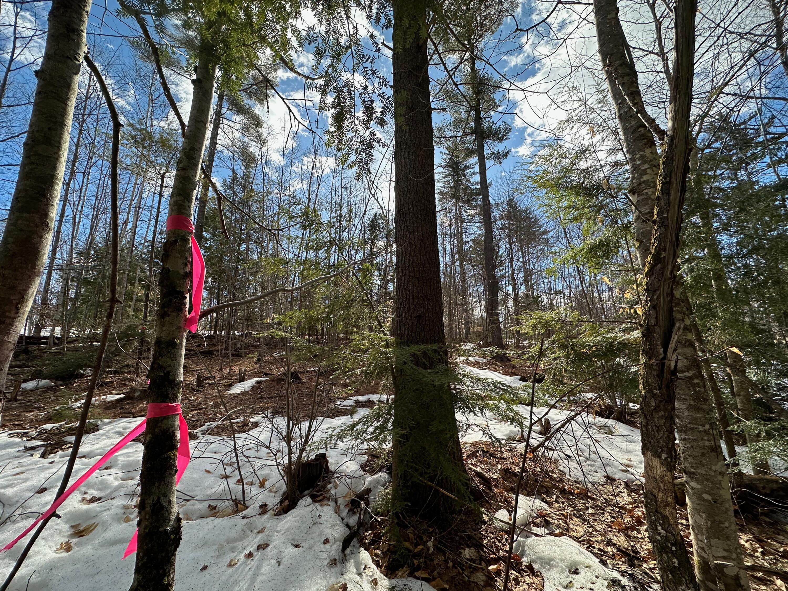0 Sandy River Road Chesterville, ME 04938 - Photo 23 of 84 NORTHWEST CORNER