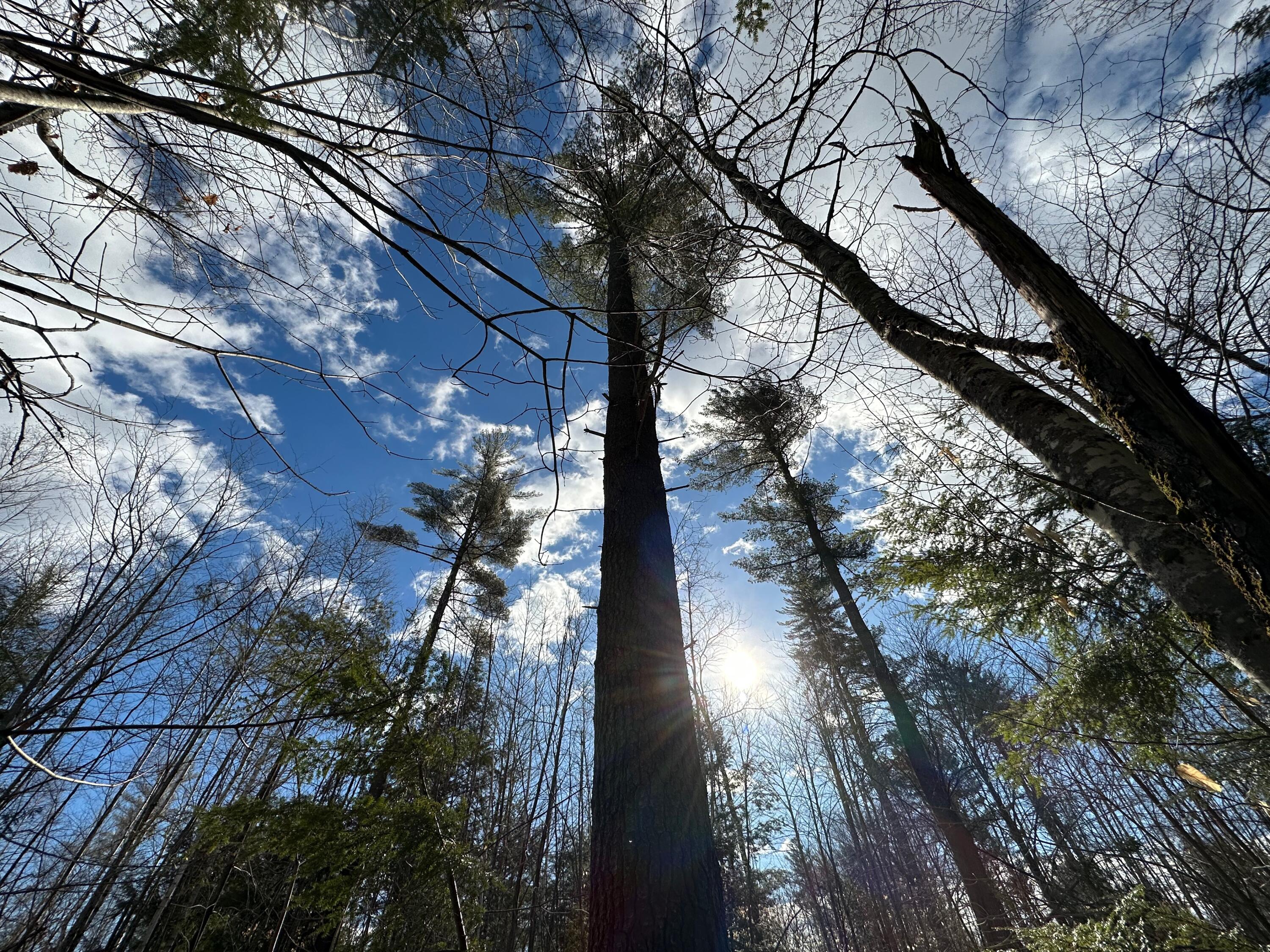 0 Sandy River Road Chesterville, ME 04938 - Photo 24 of 84 PINES