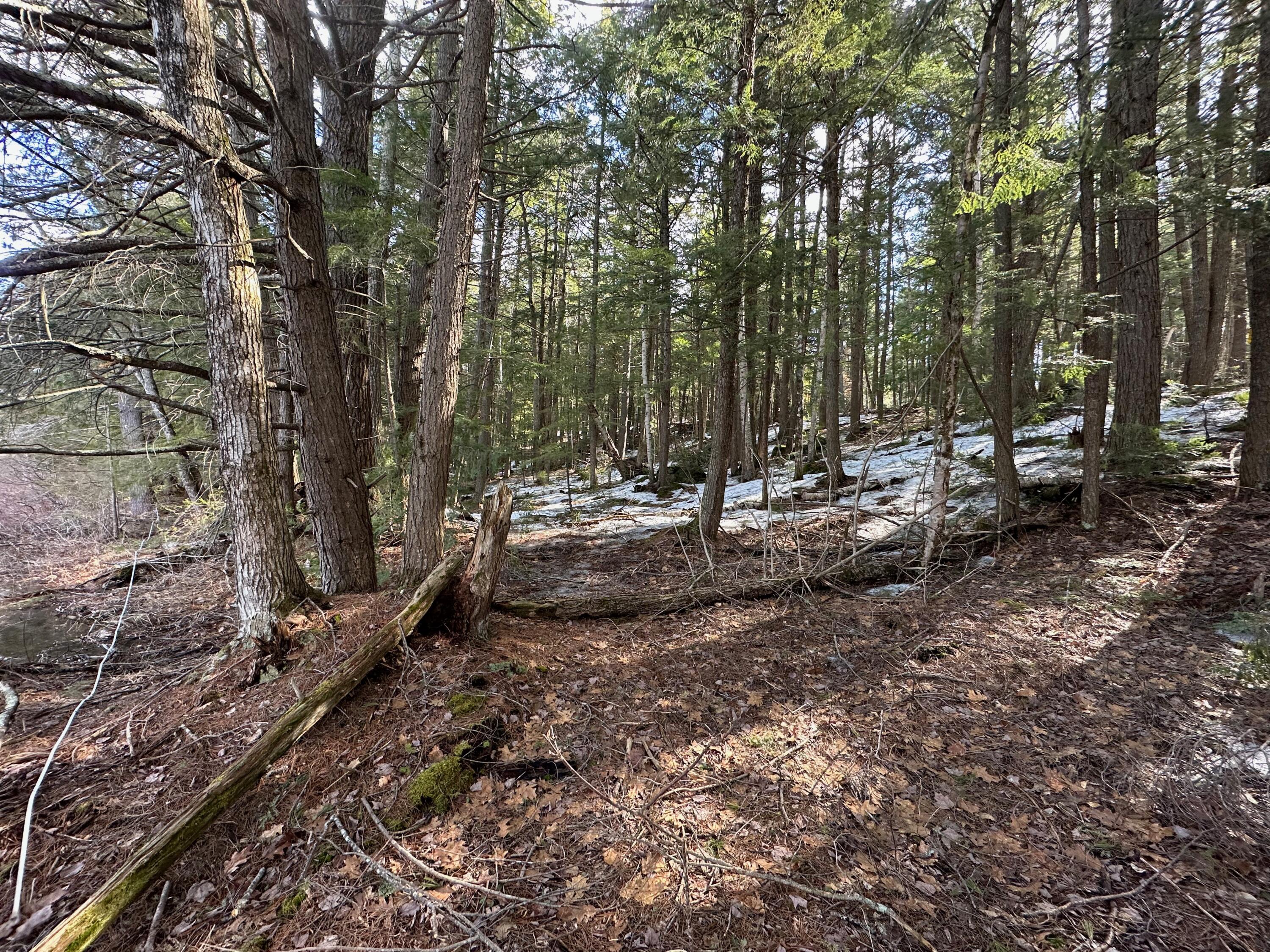 0 Sandy River Road Chesterville, ME 04938 - Photo 26 of 84 FOREST