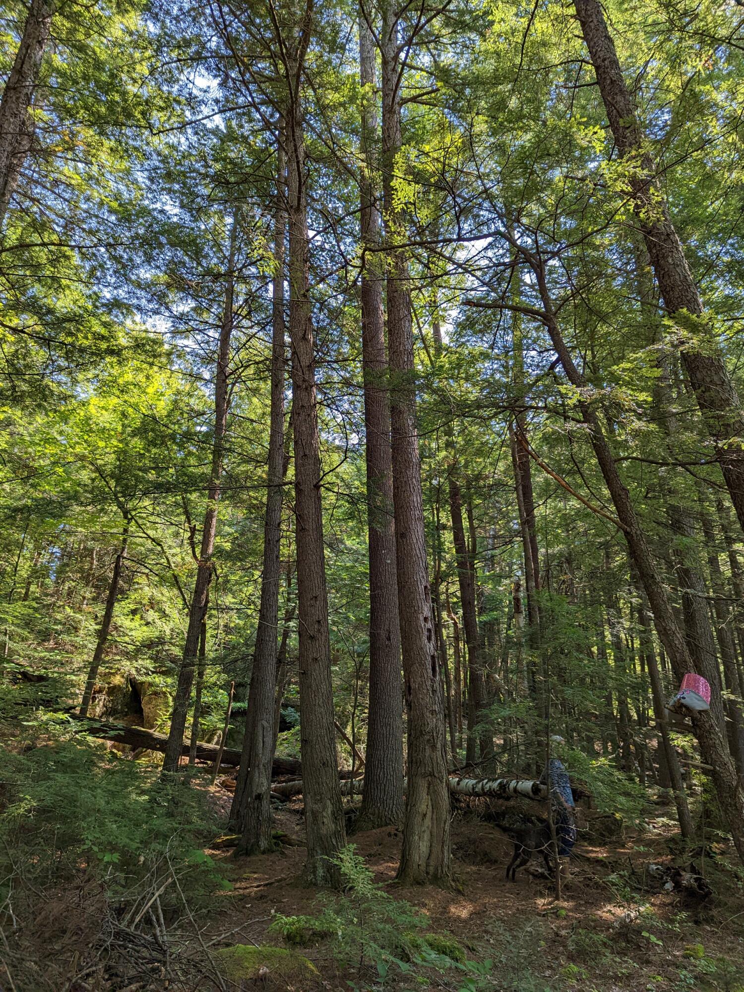 0 Sandy River Road Chesterville, ME 04938 - Photo 46 of 84 FOREST