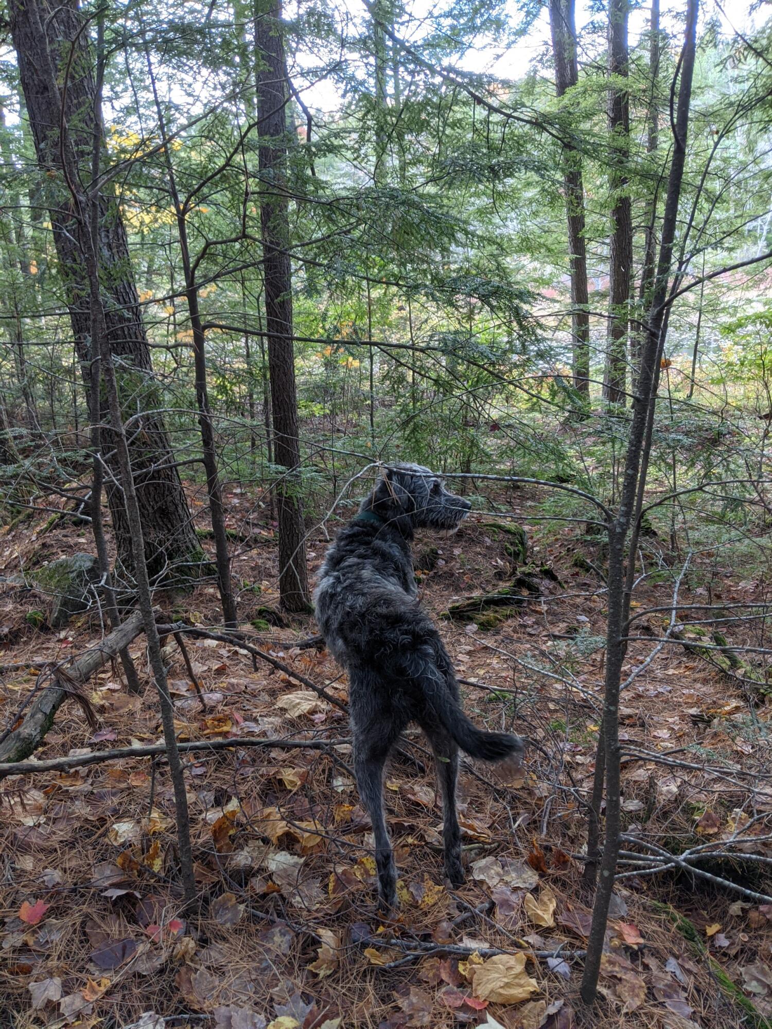 0 Sandy River Road Chesterville, ME 04938 - Photo 47 of 84 FOREST