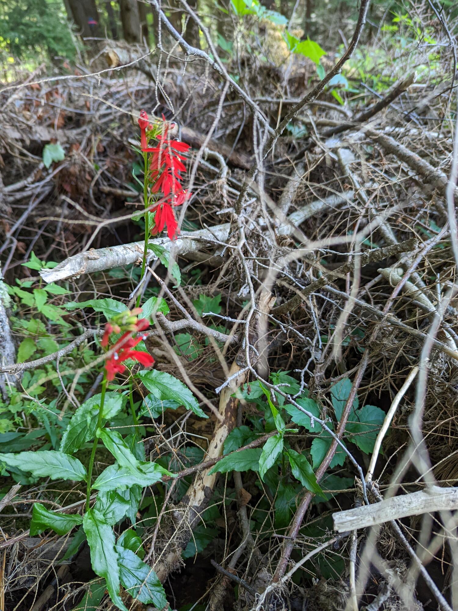 0 Sandy River Road Chesterville, ME 04938 - Photo 48 of 84 WILDFLOWERS