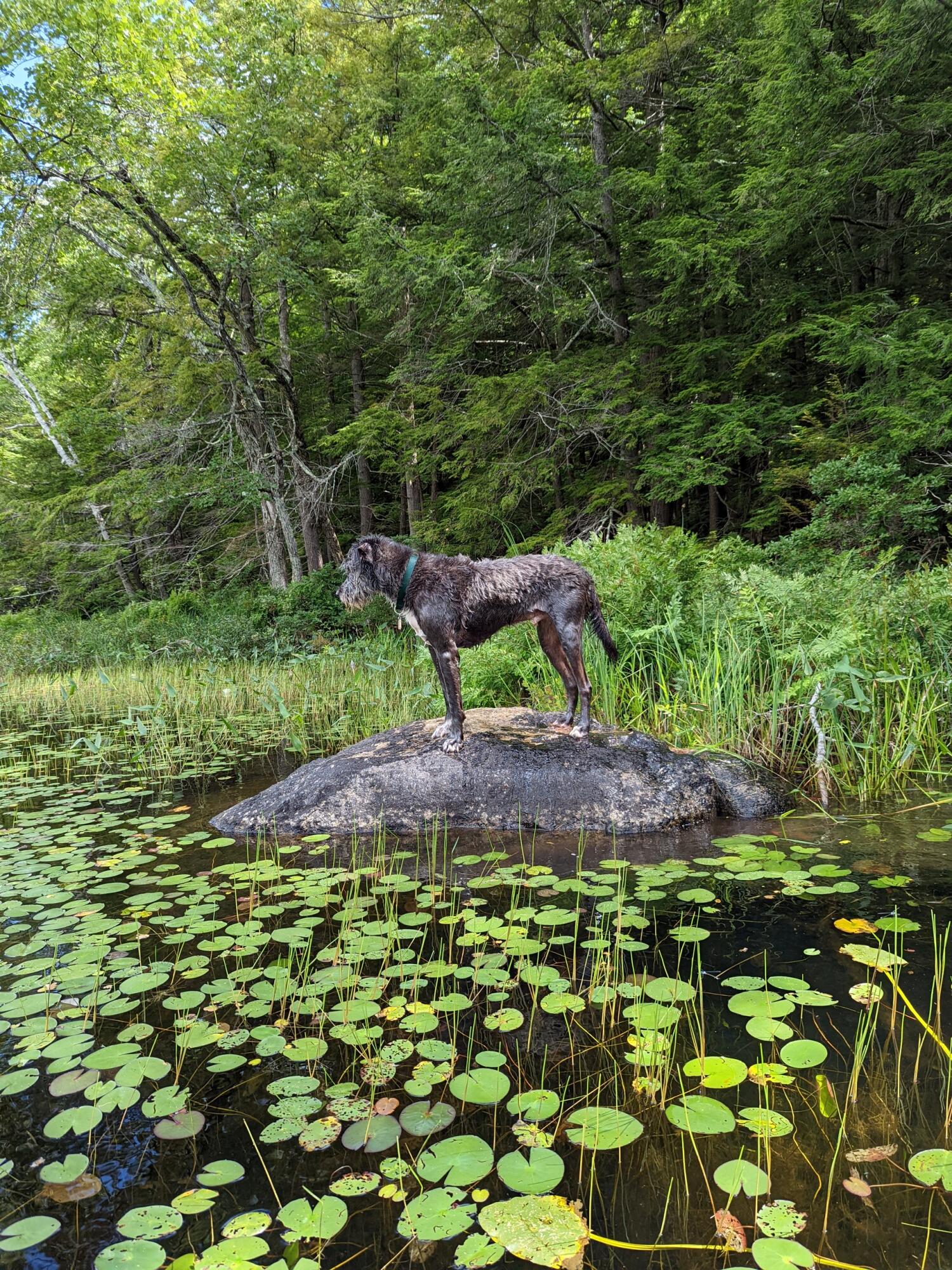 0 Sandy River Road Chesterville, ME 04938 - Photo 54 of 84 EXPLORE