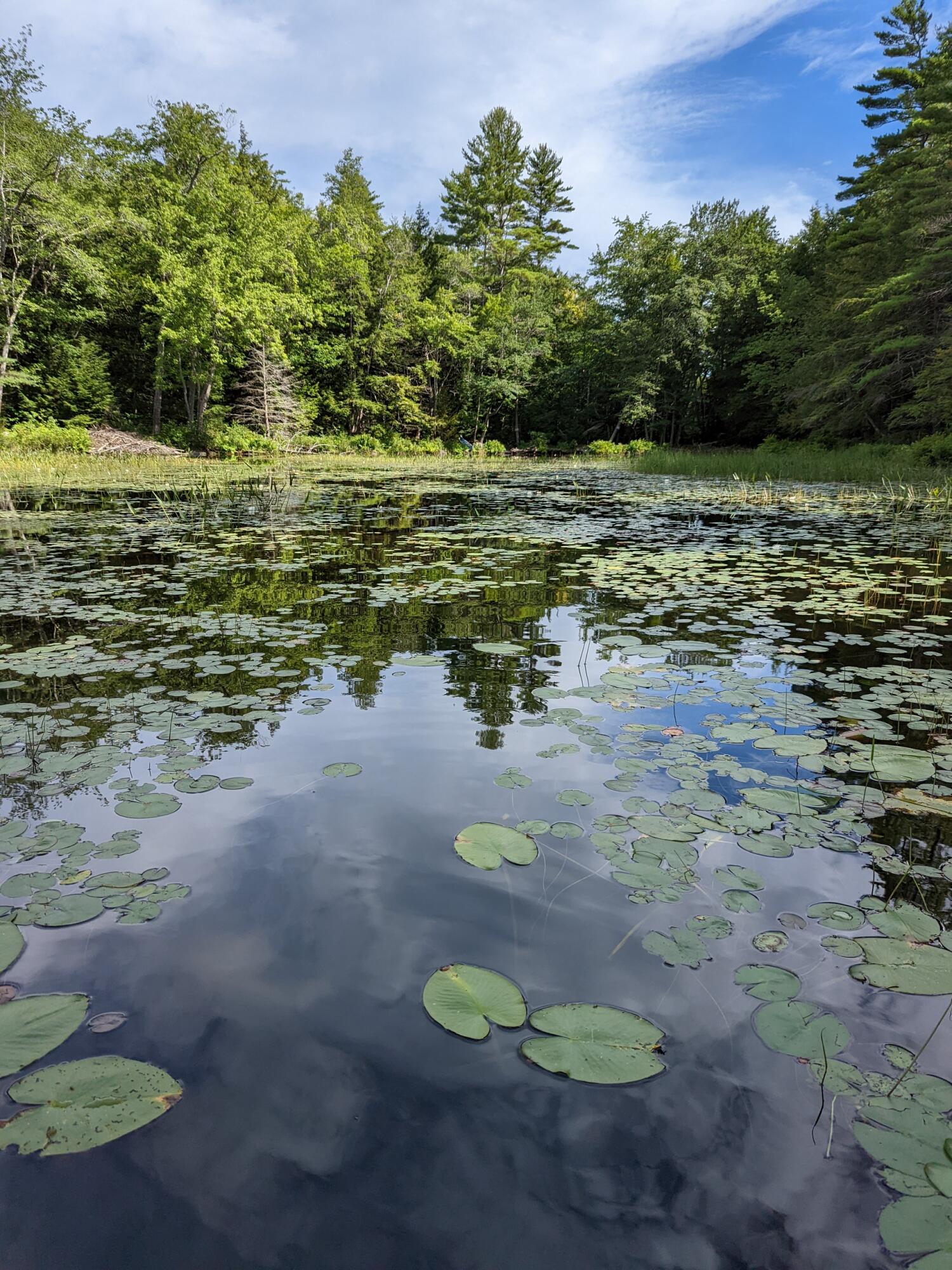 0 Sandy River Road Chesterville, ME 04938 - Photo 55 of 84 LILY PADS