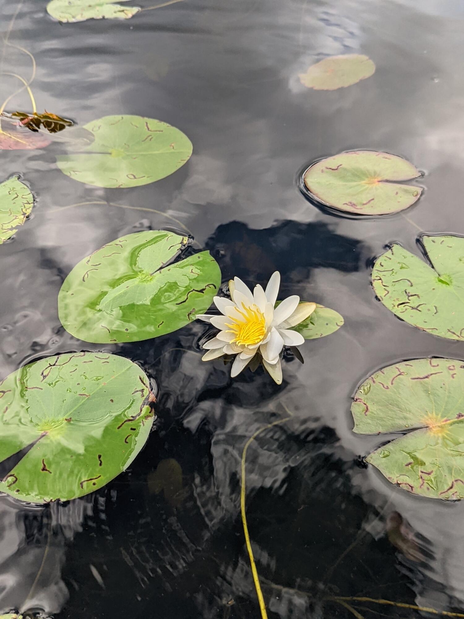 0 Sandy River Road Chesterville, ME 04938 - Photo 56 of 84 LILY PADS