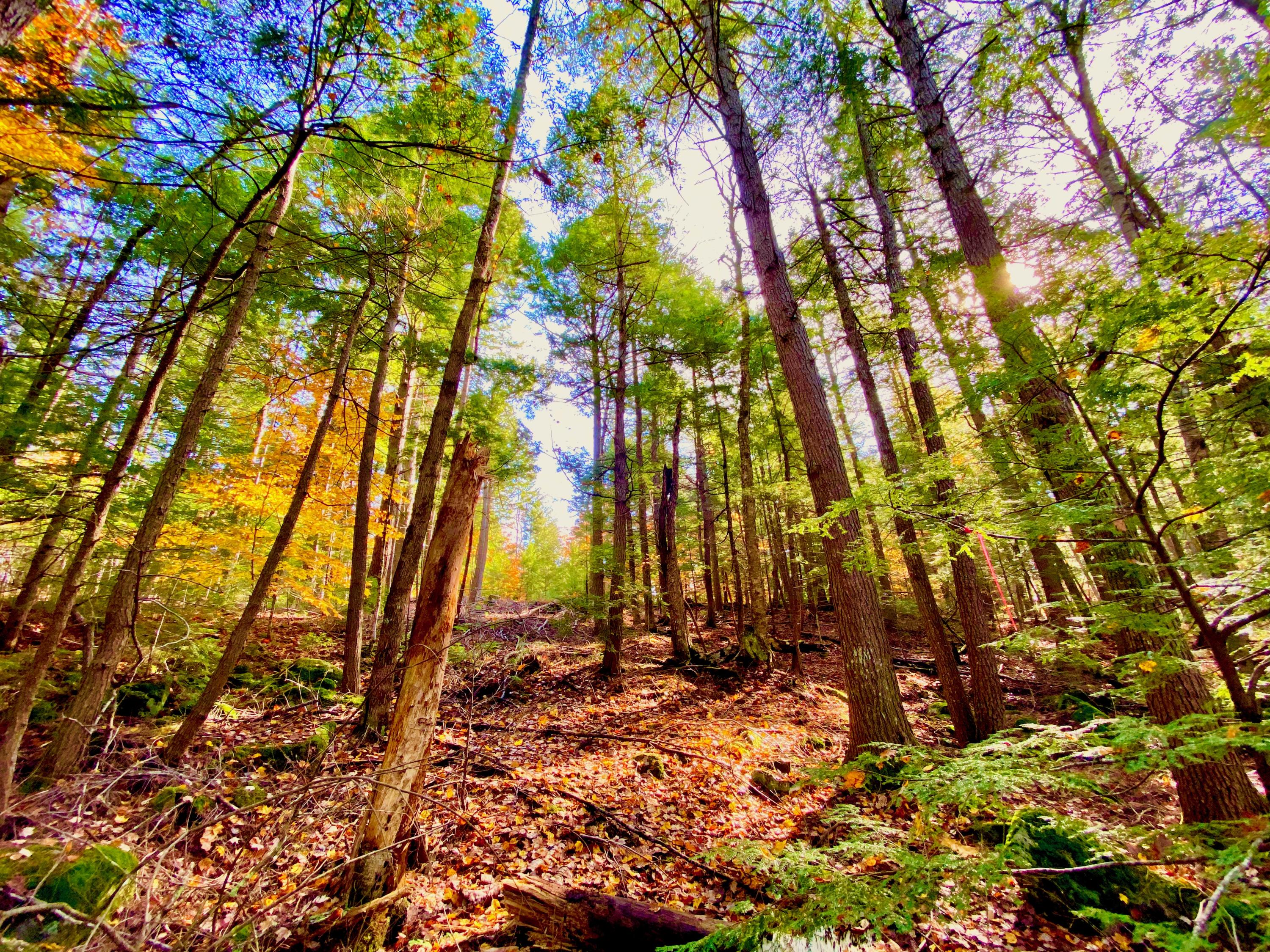 0 Sandy River Road Chesterville, ME 04938 - Photo 64 of 84 FOREST