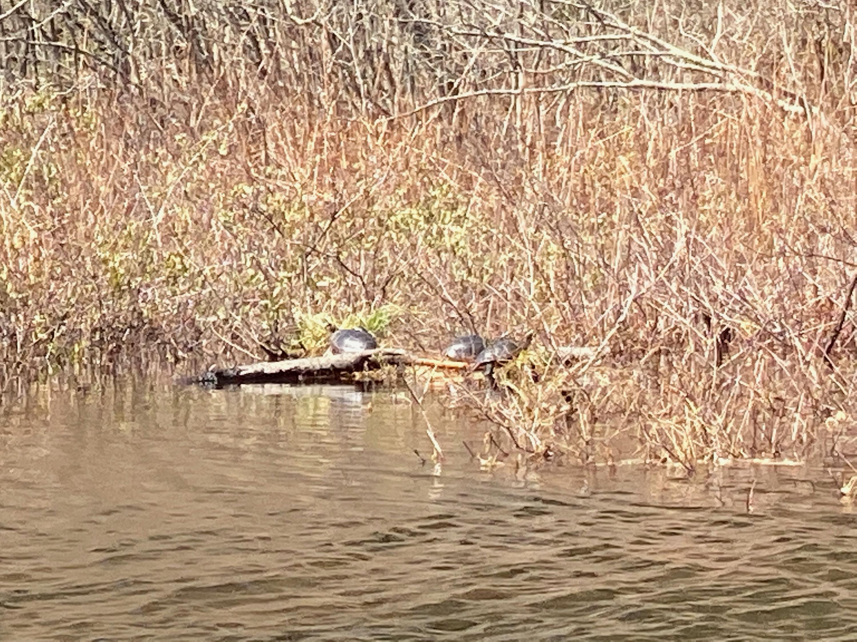 0 Sandy River Road Chesterville, ME 04938 - Photo 80 of 84 WILDLIFE