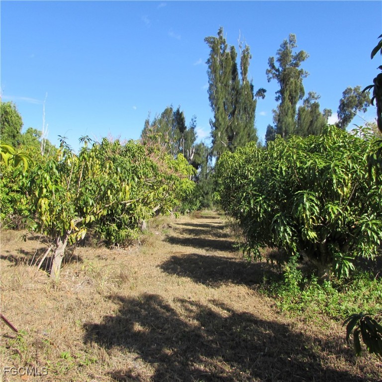 8390 Stringfellow Road St. James City, FL 33956 - Photo 13 of 25 a view of a yard with large trees