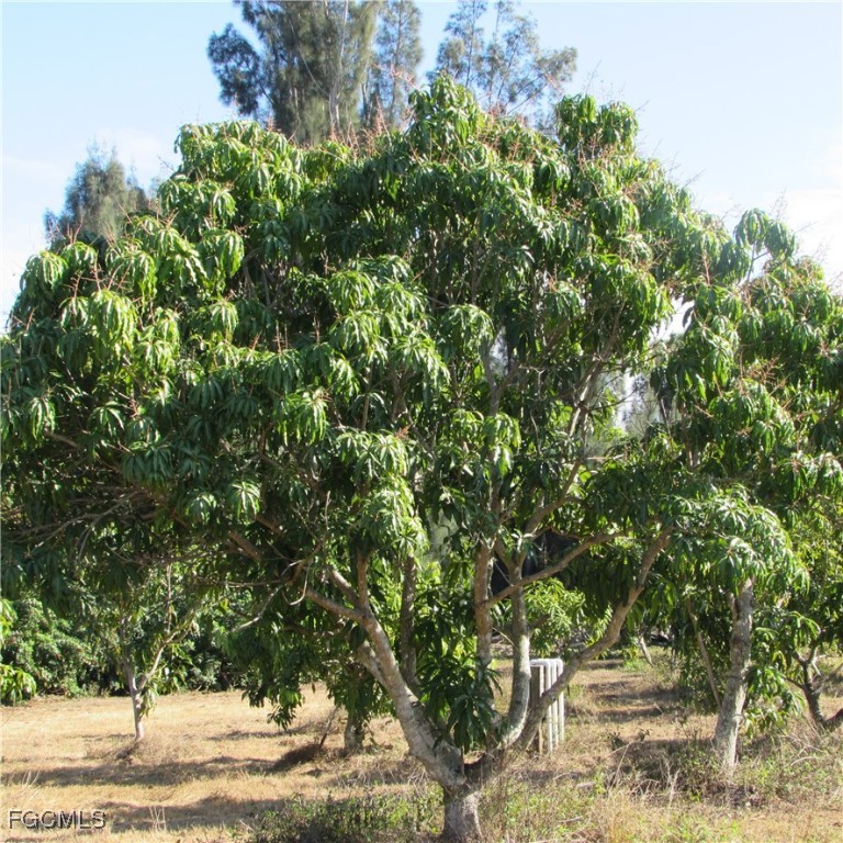 8390 Stringfellow Road St. James City, FL 33956 - Photo 5 of 25 a view of a yard
