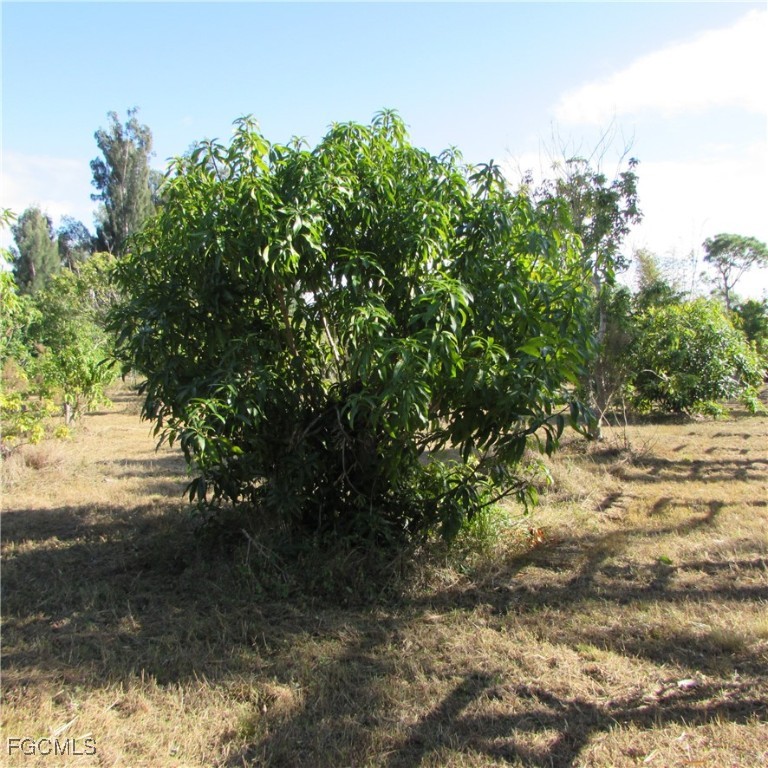 8390 Stringfellow Road St. James City, FL 33956 - Photo 8 of 25 a view of a yard with a tree