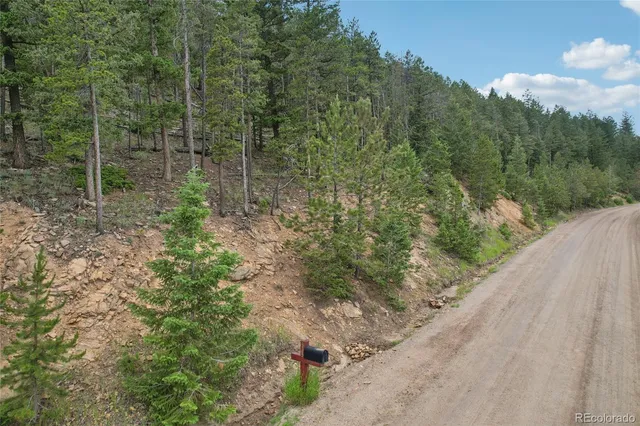 a view of a forest with trees