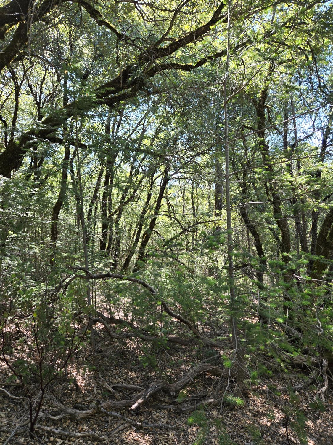 0 Greenwood Road Garden Valley, CA 95633 - Photo 12 of 12