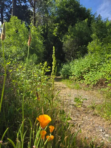 a view of a tree with a yard