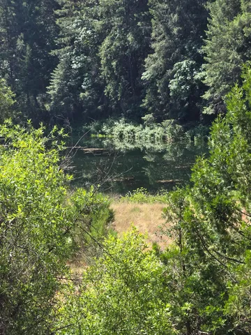 a view of a yard with plants