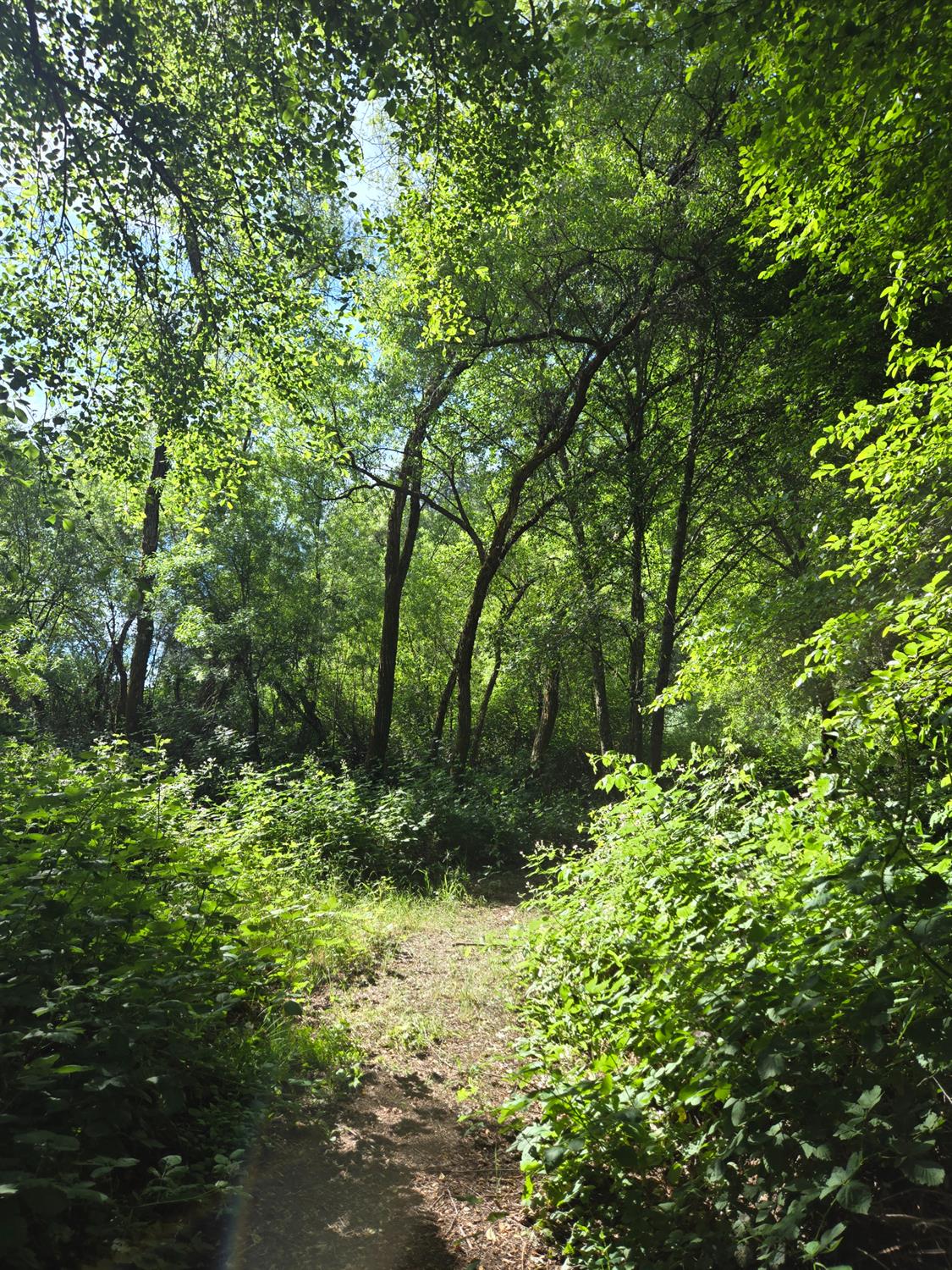 0 Greenwood Road Garden Valley, CA 95633 - Photo 8 of 12