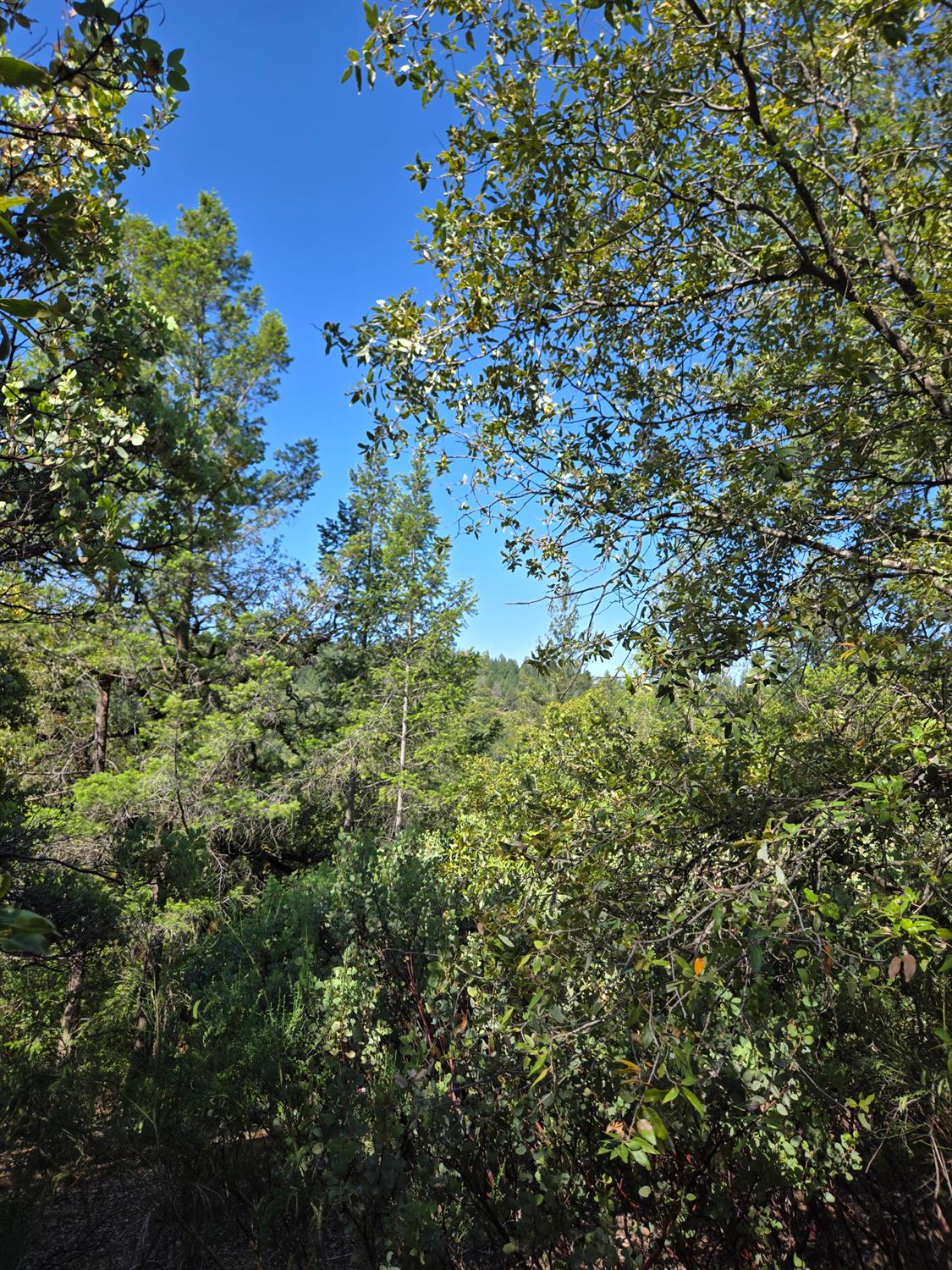 0 Greenwood Road Garden Valley, CA 95633 - Photo 9 of 12