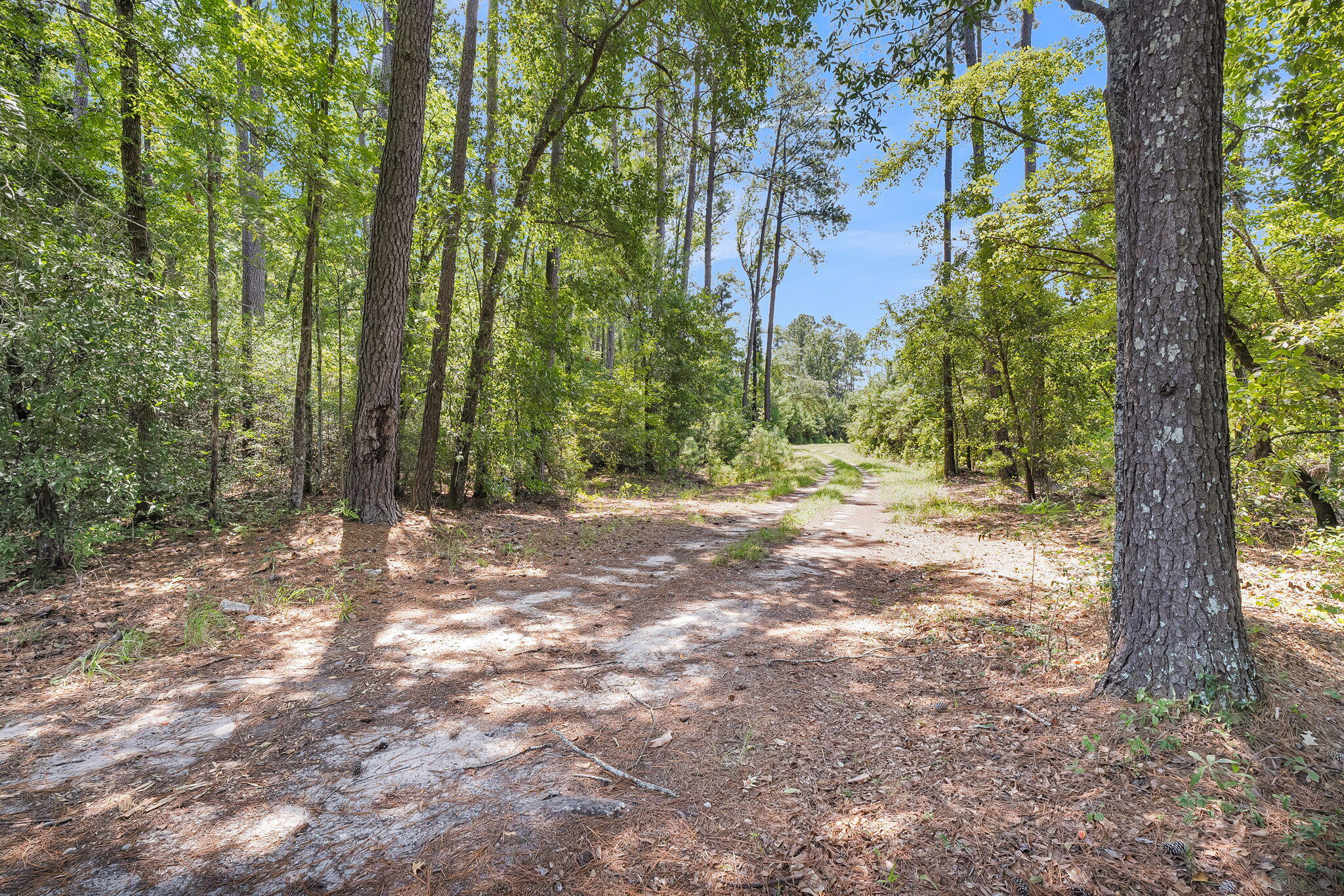 0 Cypress Campground Road Ridgeville, SC 29472 - Photo 9 of 16