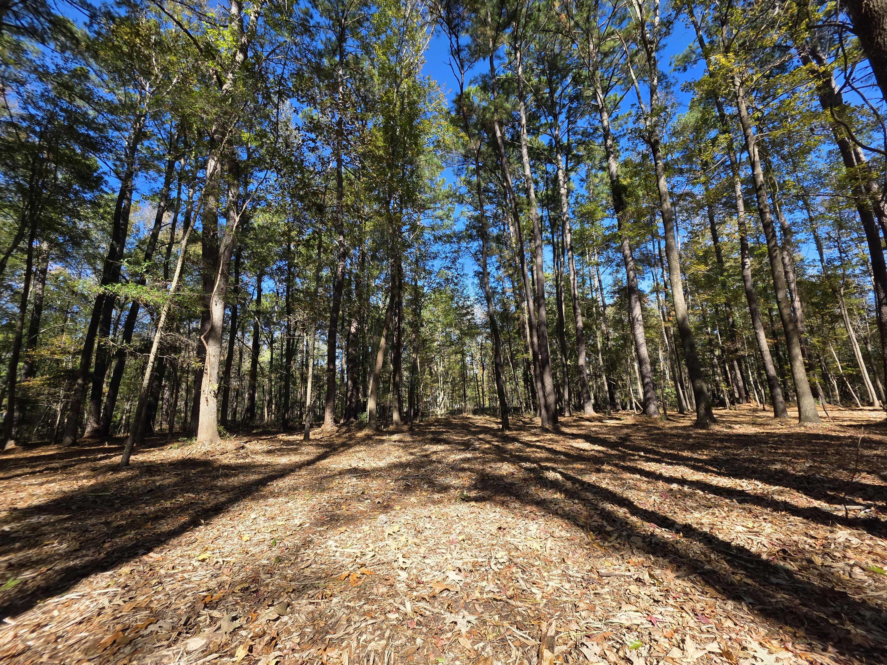3047 Fickling Hill Road, Unit C2 Johns Island, SC 29455 - Photo 10 of 12 Country living near city life!