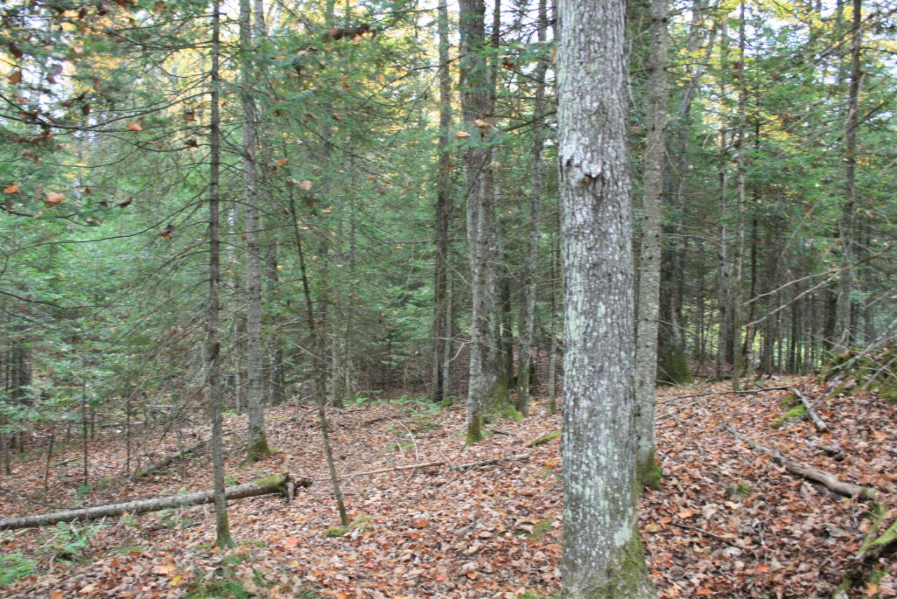 On On Monheim Road, Unit LOT 1 Conover, WI 54519 - Photo 6 of 9 Gallery Image 6