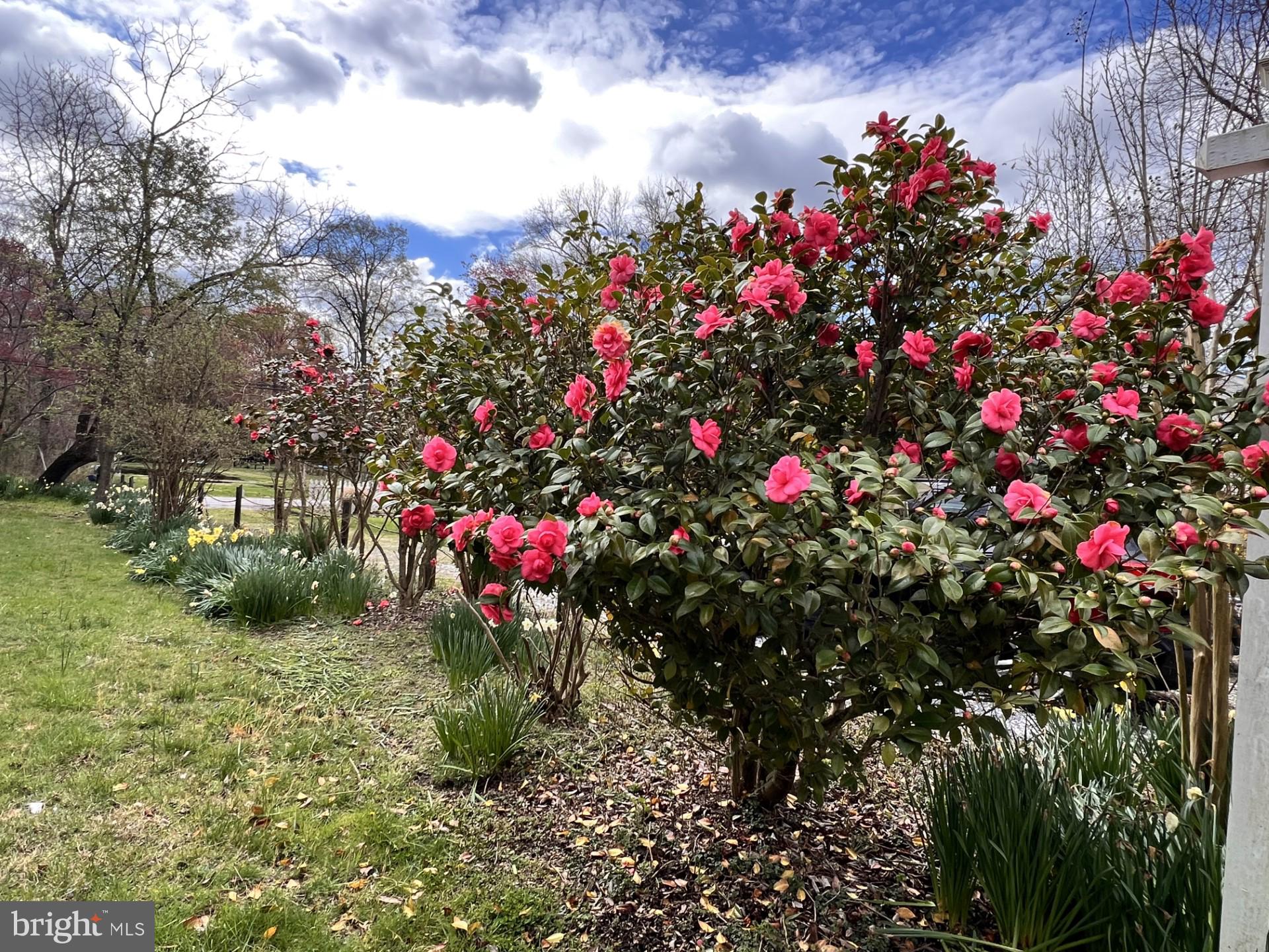 8316 Dock Road Pasadena, MD 21122 - Photo 69 of 74 Rose bushes, crepe myrtles, mulberry tree & more!