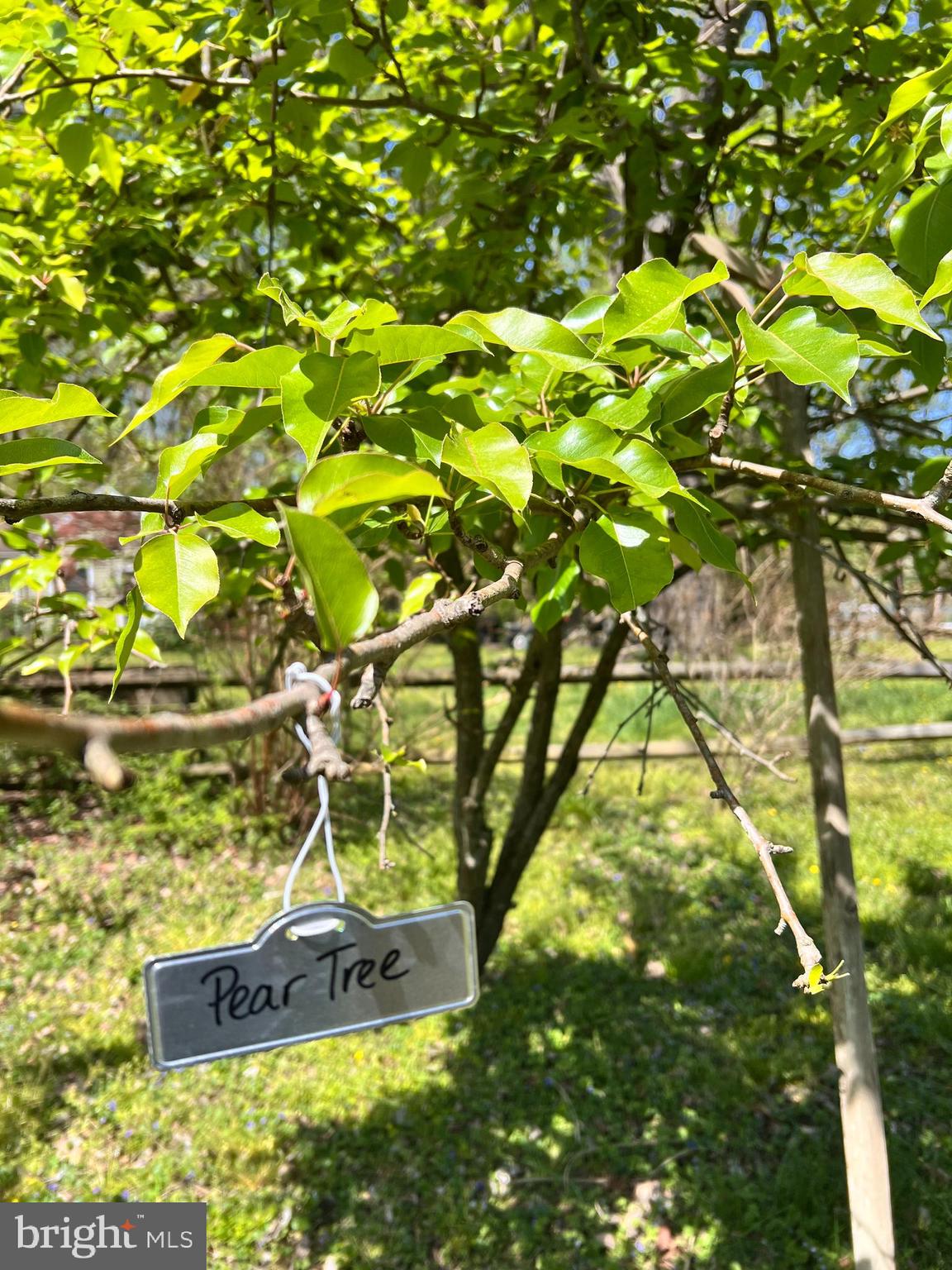 8316 Dock Road Pasadena, MD 21122 - Photo 70 of 74 1 of 3 Pear Trees on the property