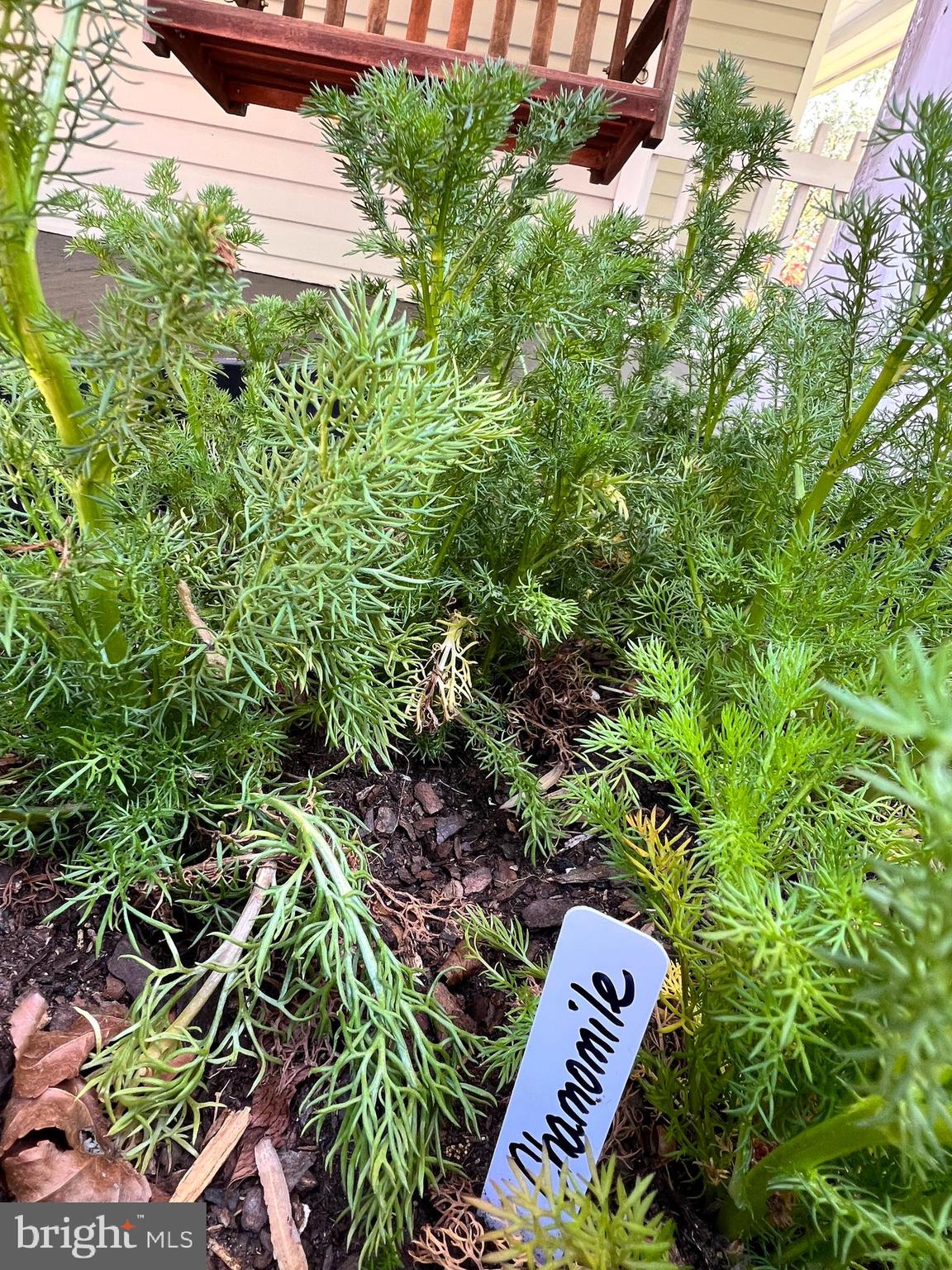 8316 Dock Road Pasadena, MD 21122 - Photo 72 of 74 One of many herb gardens