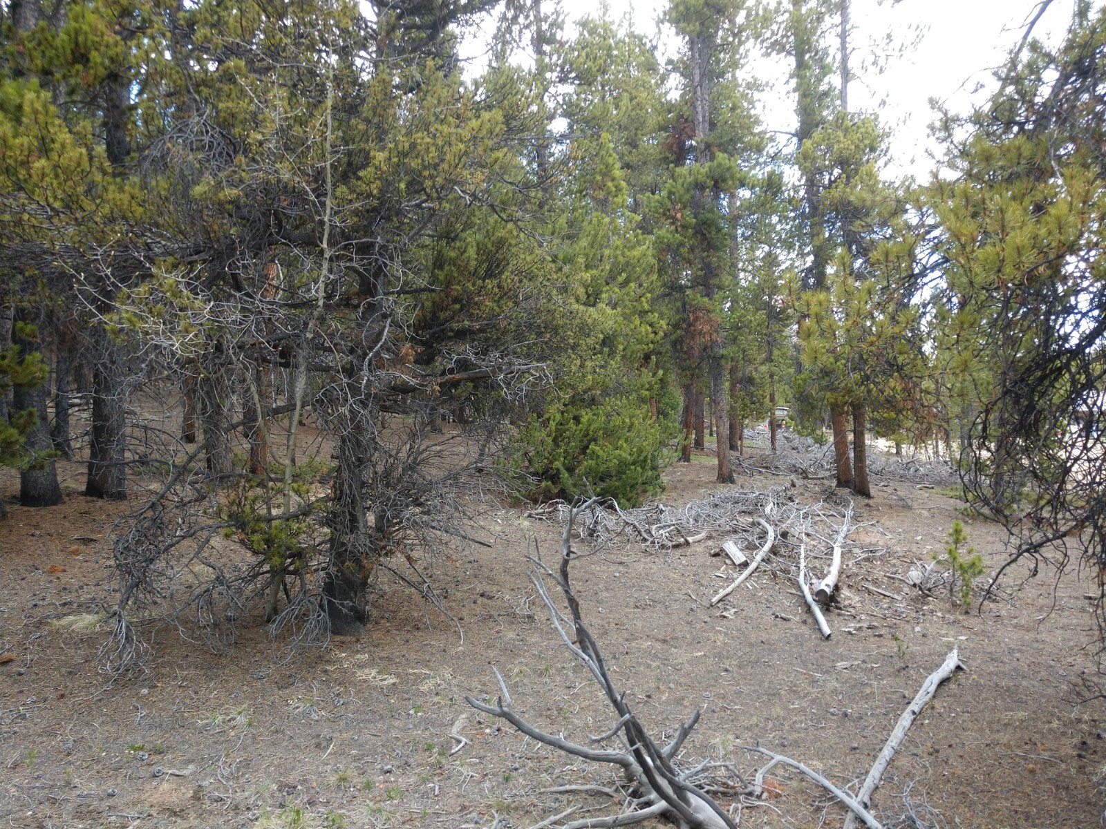 317 Skidoo Road Fairplay, CO 80440 - Photo 22 of 31 Gallery Image 22