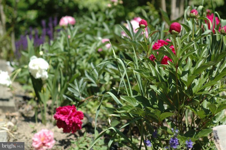 4380 Plum Point Road Huntingtown, MD 20639 - Photo 17 of 28 a view of a flower