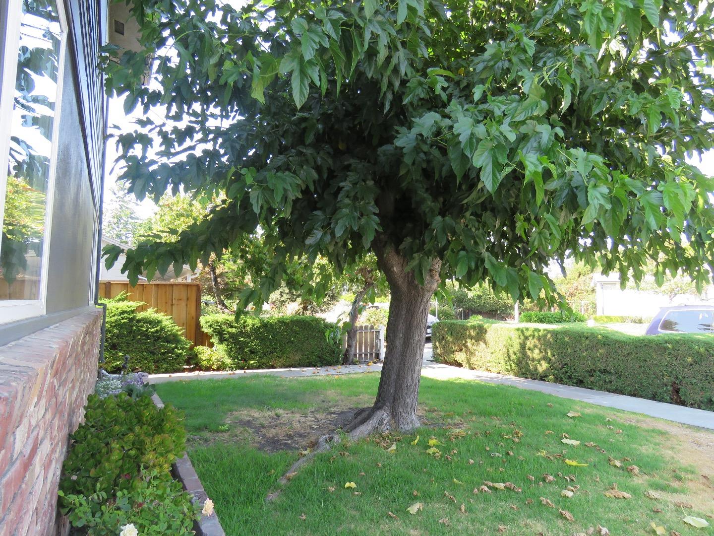 2062 Main Street Santa Clara, CA 95050 - Photo 5 of 18 a view of a yard with a tree