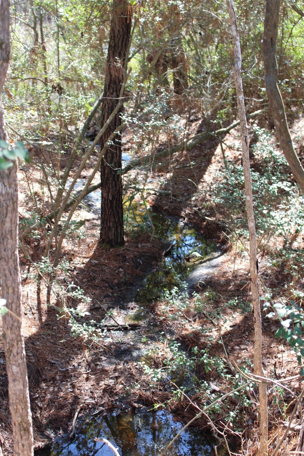 Lot 66 Hidden Lane Trinity, TX 75862 - Photo 11 of 20 Creek