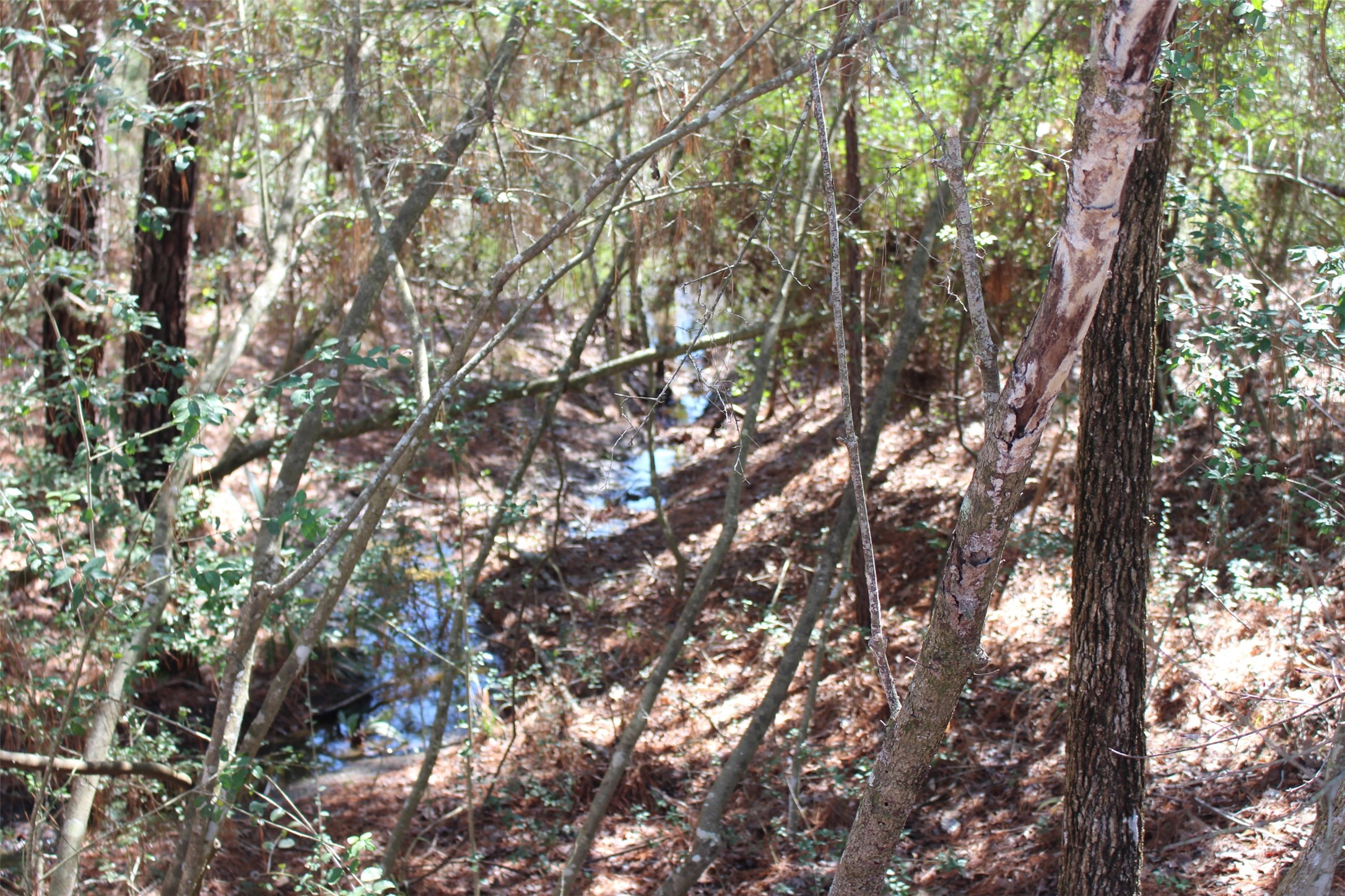 Lot 66 Hidden Lane Trinity, TX 75862 - Photo 12 of 20 Creek