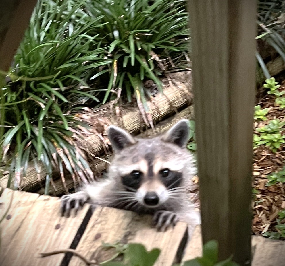 Lot 66 Hidden Lane Trinity, TX 75862 - Photo 2 of 20 Friendly Neighbors