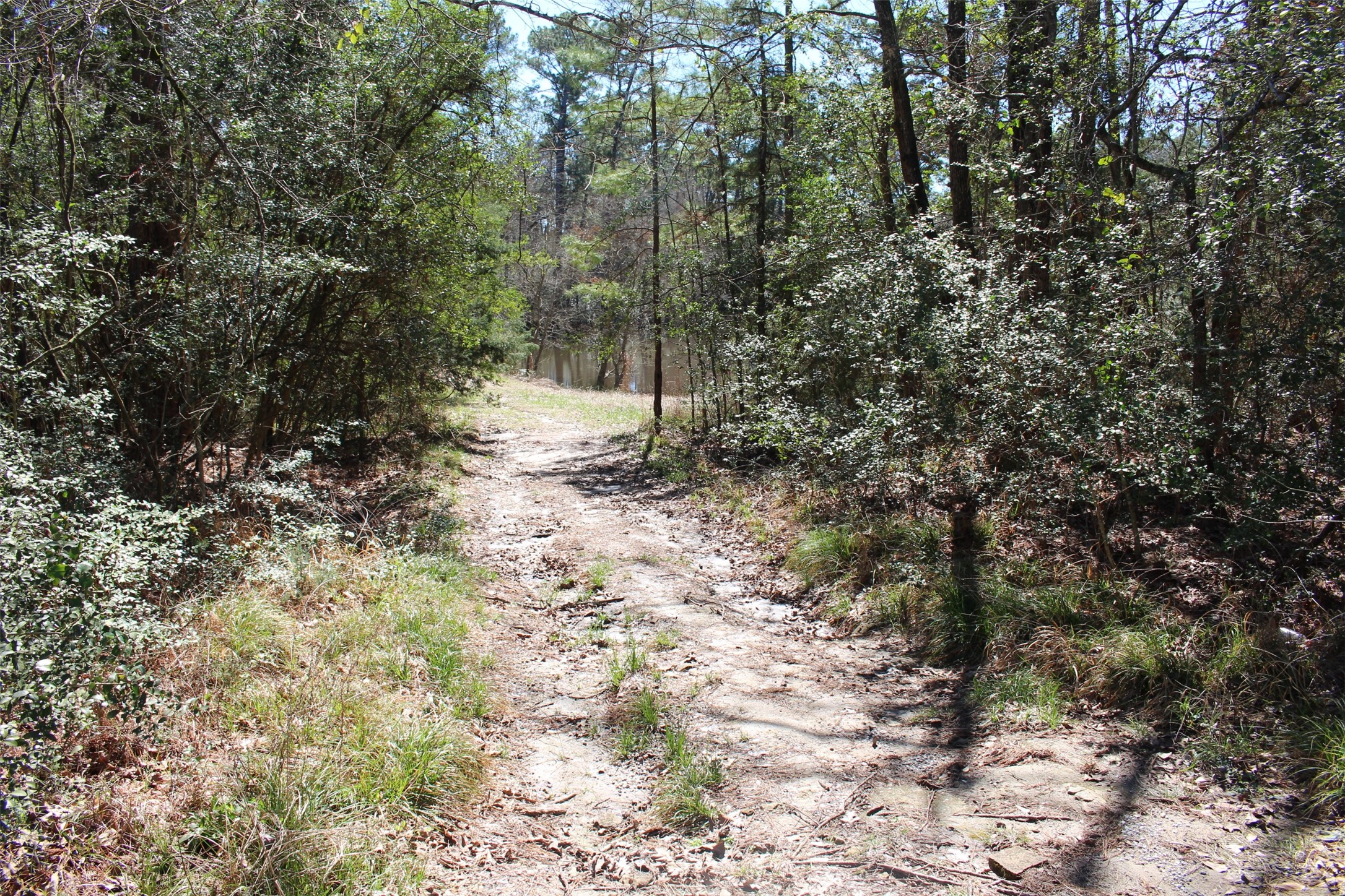 Lot 66 Hidden Lane Trinity, TX 75862 - Photo 4 of 20 Lot 66 has a clearing down to the water