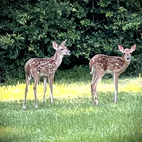 $15,996 | Lot 66 Hidden Lane, Trinity, TX 75862