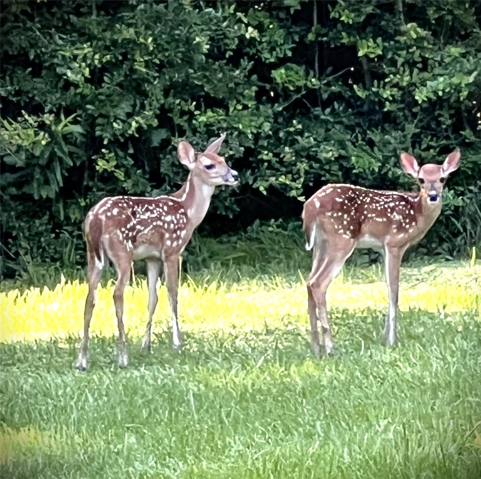 Lot 66 Hidden Lane Trinity, TX 75862 - Photo 6 of 20 Have you seen our parents?