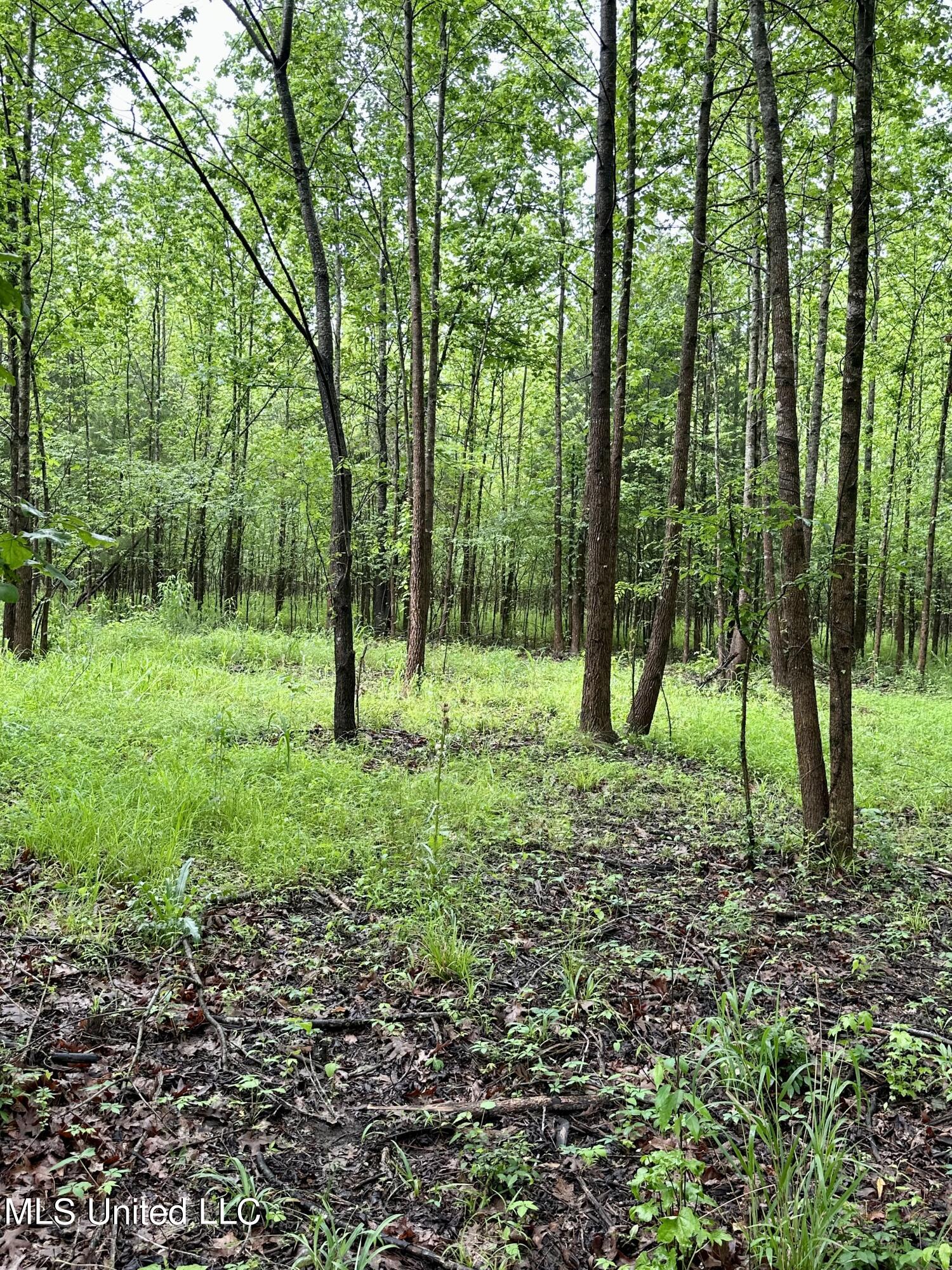 Mcclyde Road Como, MS 38619 - Photo 1 of 8 McClyde Rd