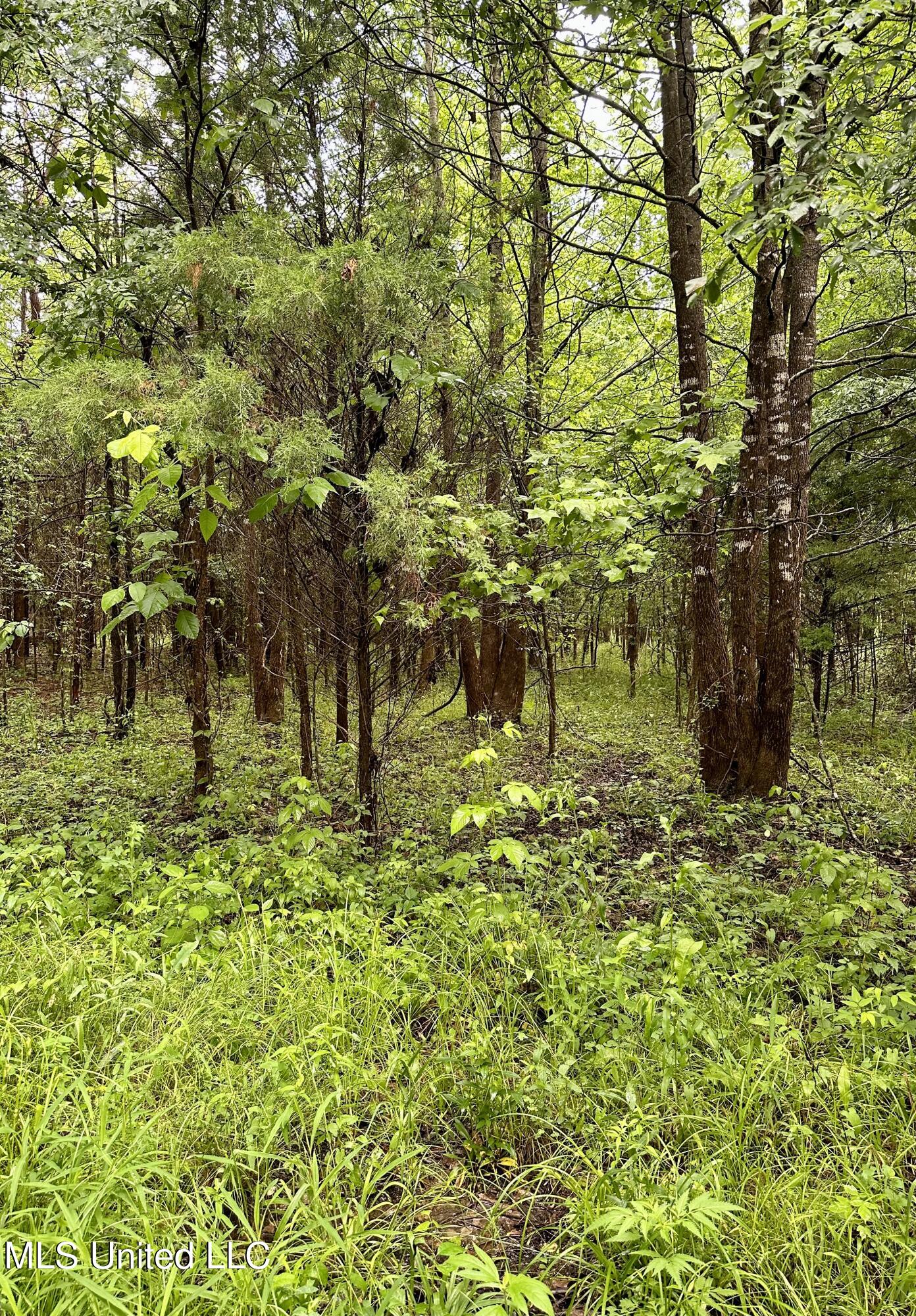 Mcclyde Road Como, MS 38619 - Photo 2 of 8 IMG-8711