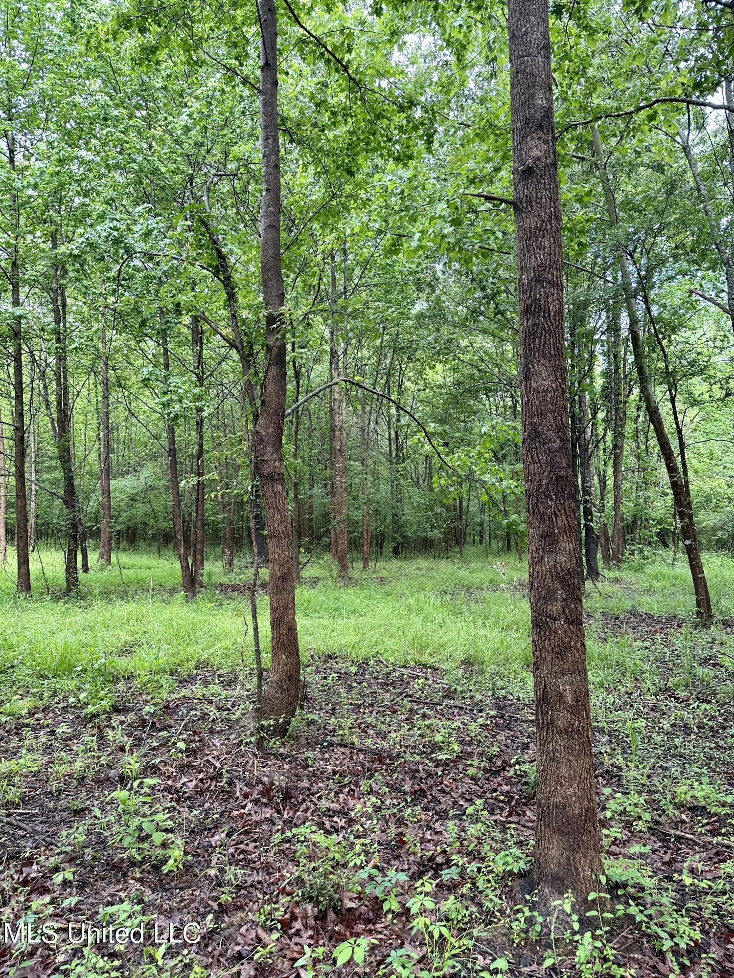 Mcclyde Road Como, MS 38619 - Photo 5 of 8 IMG-8715