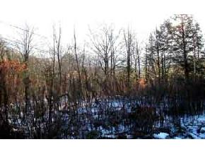 32 Reed Hill Road Danbury, NH 03230 - Photo 4 of 5