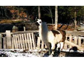32 Reed Hill Road Danbury, NH 03230 - Photo 5 of 5