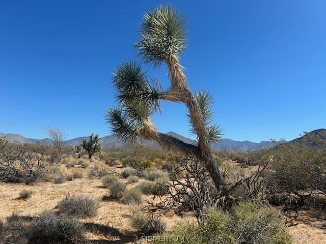 244-08-259 Apache Road Yucca, AZ 86438 - Photo 12 of 21 Gallery Image 12