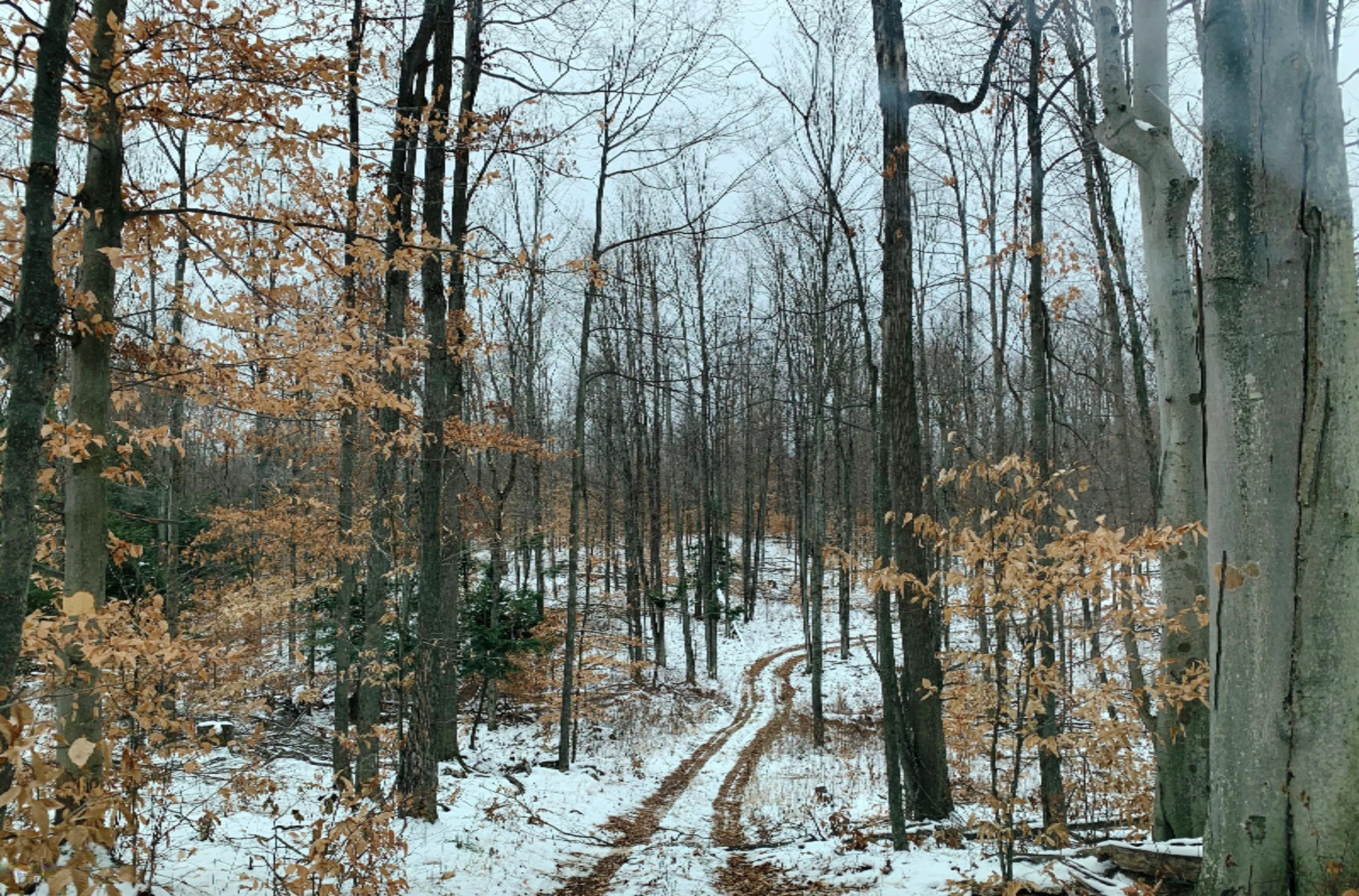 0 9 9 Mile Road Reed City, MI 49677 - Photo 1 of 12 IMG_0130